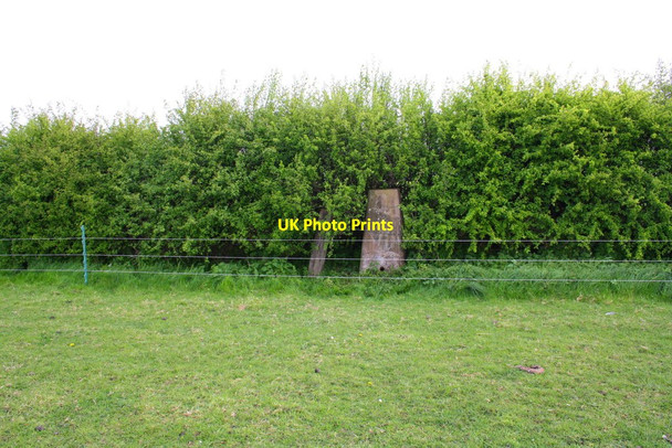 Photo 6"x4" Triangulation pillar in hedge beside A607 Frisby on the Wreake c2014