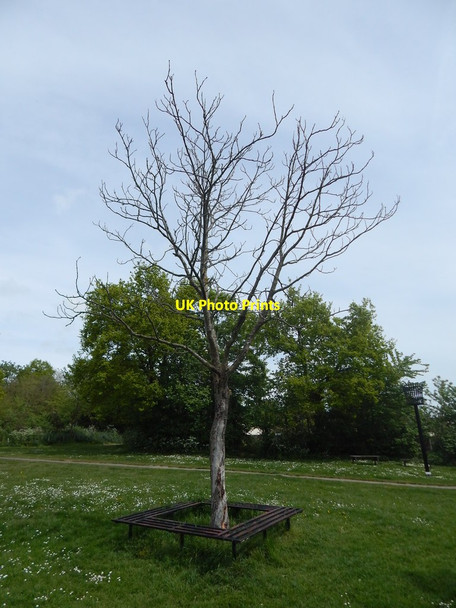 Photo 6"x4" Dead tree, King George V Playing Field Wivenhoe c2014