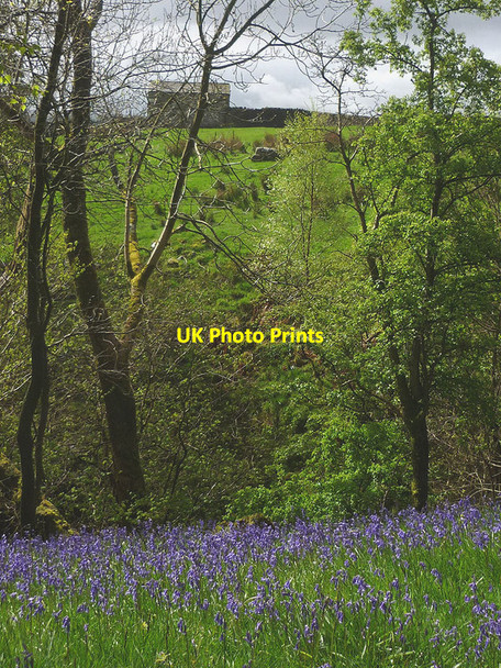 Photo 6"x4" Bluebells and barn, Whitfield Gill Grange\/SD9391 c2014