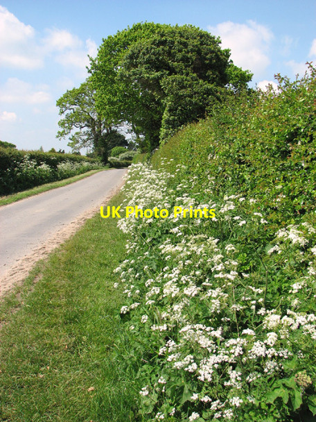 Photo 6"x4" Cow parsley beside Mautby Lane West End\/TG4911 c2014