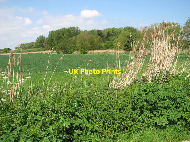 Photo 6"x4" Wheat crop by Decoy Farm West End\/TG4911 c2014