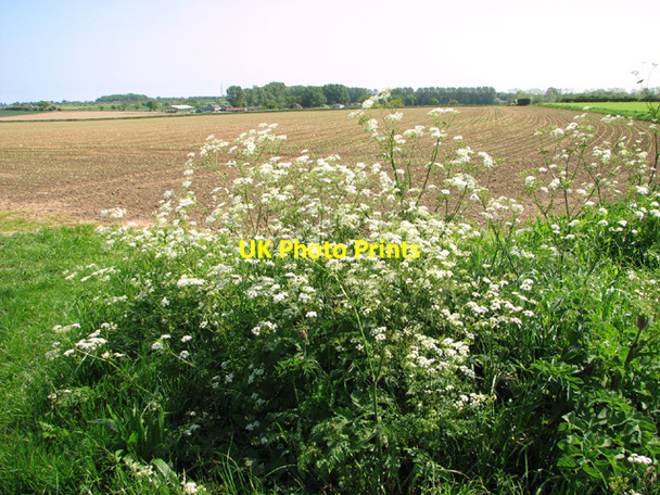 Photo 6"x4" View towards Upper Wood Farm Filby Heath c2014