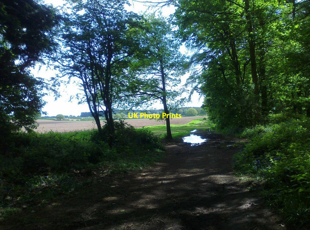 Photo 6"x4" Footpath at the edge of Hurcott Wood, near Kidderminster Broadwaters c2014