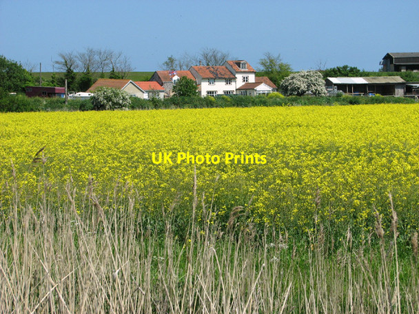 Photo 6"x4" Oilseed rape crop by Elm Farm West Caister c2014
