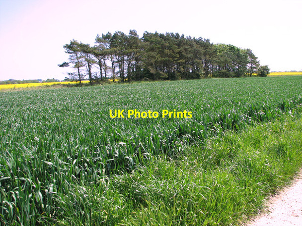 Photo 6"x4" A shelterbelt of trees West Caister c2014