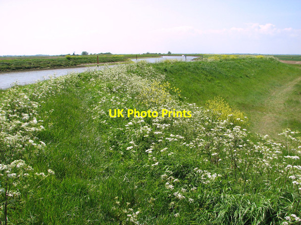 Photo 6"x4" Buttercups and cow parsley growing on the bank of the River Bure North Denes c2014