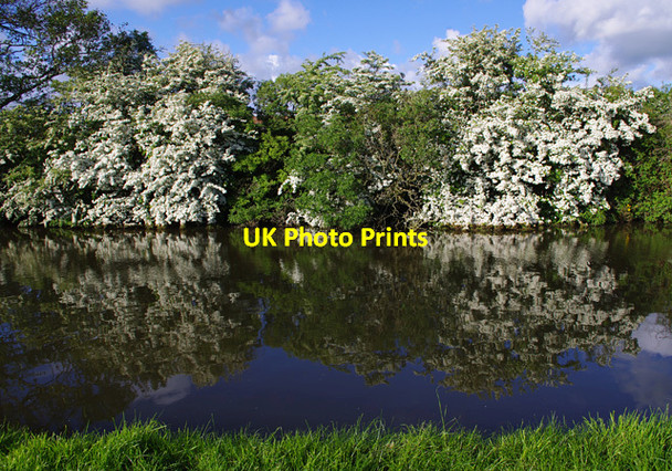 Photo 6"x4" May blossom, Lancaster Canal Lancaster c2014