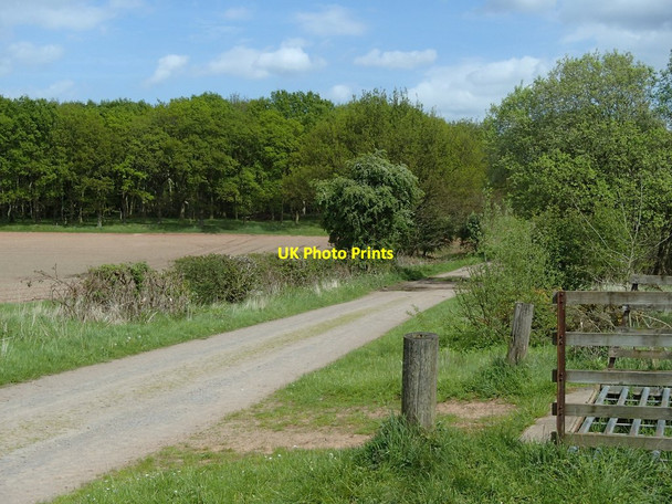 Photo 6"x4" Track towards Ladysmith Plantation Budby c2014