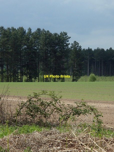Photo 6"x4" Field and Holborn Hill Plantation Budby c2014