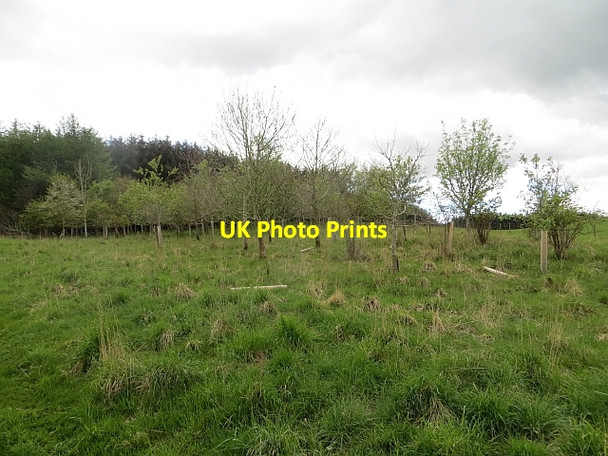 Photo 6"x4" Woodland, Ashkirkshiel Salenside c2014