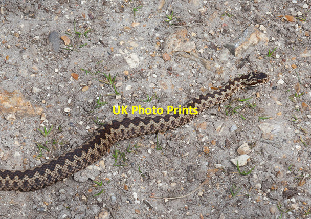 Photo 6"x4" Adder sunning itself at Woodfidley Passage Furzey Lodge c2014