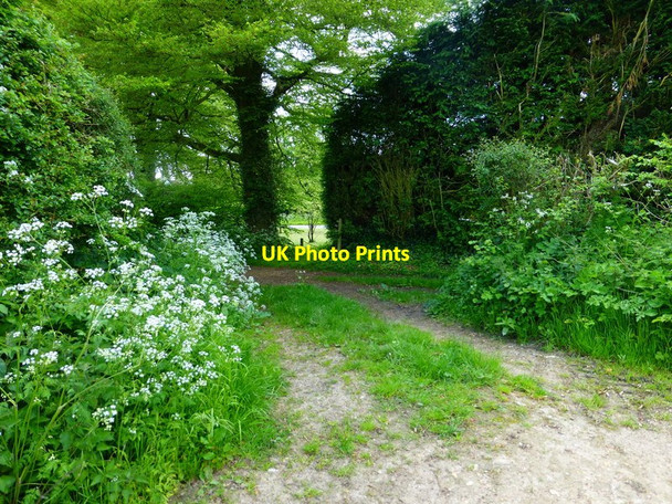 Photo 6"x4" Junction of footpath with Cheriton Lane Bramdean c2014