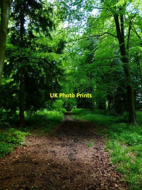 Photo 6"x4" Bridleway in Cheriton Wood going west Bramdean c2014