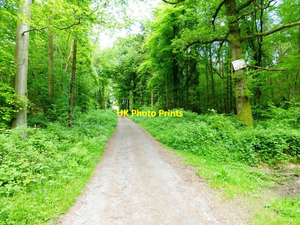 Photo 6"x4" Warning in the woods West Tisted c2014