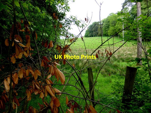 Photo 6"x4" A field along Crevenagh Road Omagh c2014