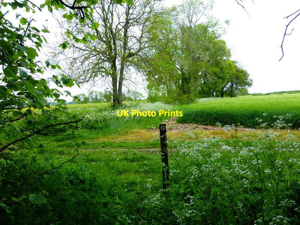 Photo 6"x4" Footpath emerges from trees Bramdean c2014