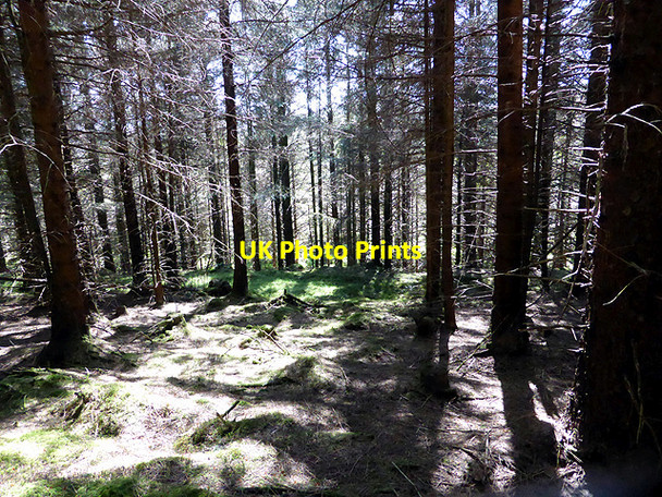 Photo 6"x4" In the forestry on Mynydd Bychan Bryn Moel\/SN7791 c2014