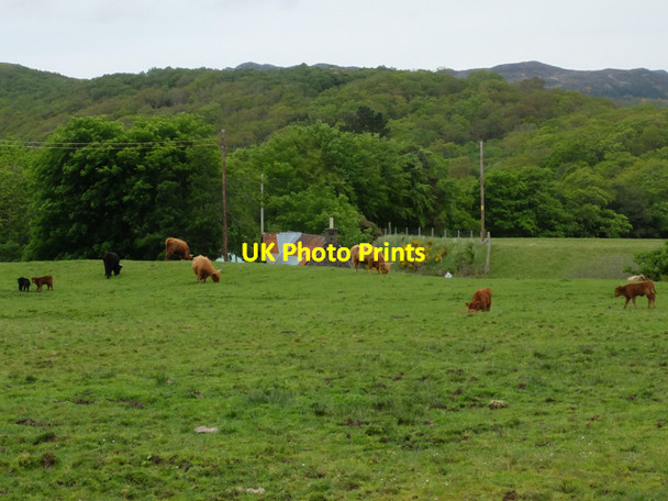 Photo 6"x4" Highland cattle at Shieldaig Shieldaig c2014