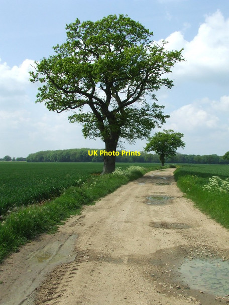 Photo 6"x4" The Angles Way Flixton\/TM3186 c2014