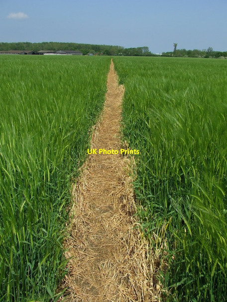 Photo 6"x4" Clear Path Flixton\/TM3186 c2014