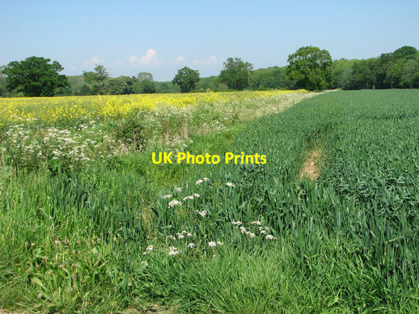 Photo 6"x4" Fields by Packway Wood Flixton\/TM3186 c2014