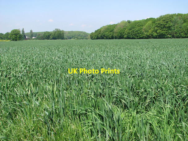 Photo 6"x4" Wheat crop field by Packway Wood Flixton\/TM3186 c2014