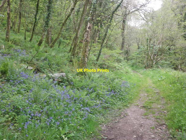 Photo 6"x4" Bluebells in Caffyns Heanton Wood Lynton c2014