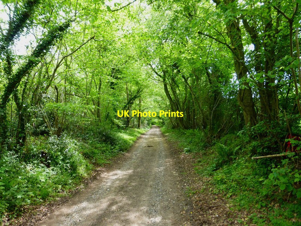 Photo 6"x4" Track beside Shutt's Copse West Meon Woodlands c2014