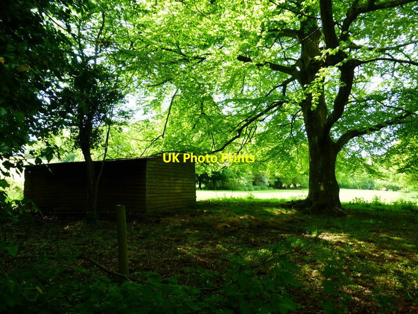 Photo 6"x4" Shed or stabling by Shutt's Copse West Meon Woodlands c2014