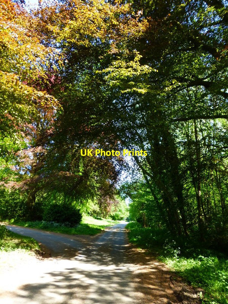 Photo 6"x4" T junction at Brockwood Bottom looking east Warnford c2014