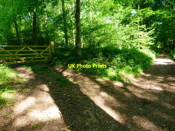 Photo 6"x4" Gateway into Joan's Acre Wood Kilmeston c2014