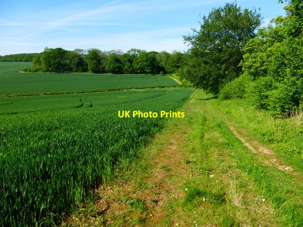 Photo 6"x4" Footpath descends from Joan's Acre Wood to Brockwood Bottom Bramdean c2014