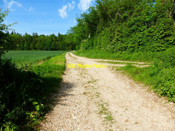 Photo 6"x4" Footpath towards Malthouse Plantation Bramdean c2014