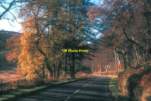 Photo 6"x4" Beech woods on the A944 at Brux Kildrummy c1988