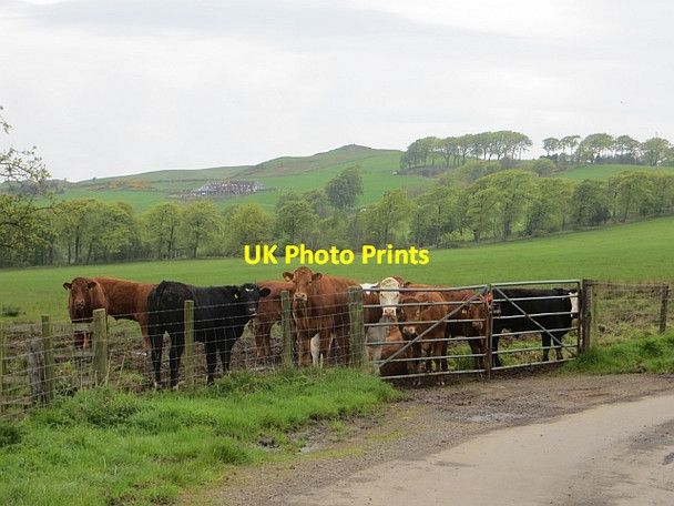 Photo 6"x4" Cattle, Drumcross Wester Dechmont c2014