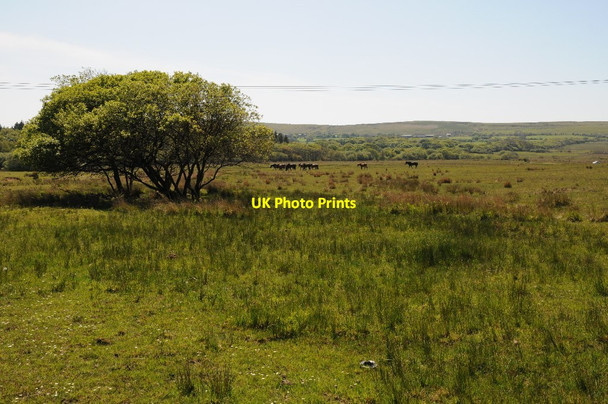 Photo 6"x4" Horses on open land west of Cefn Bryn Commo c2014