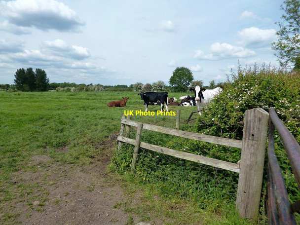 Photo 6"x4" Wistow Farmland Kilby c2014