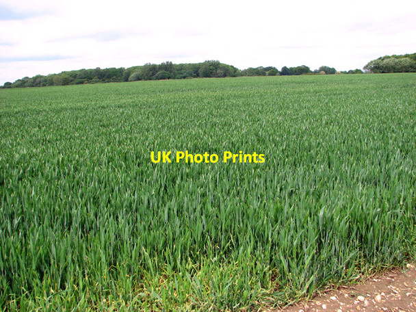 Photo 6"x4" Wheat crop field on the former Flixton airfield Bungay c2014