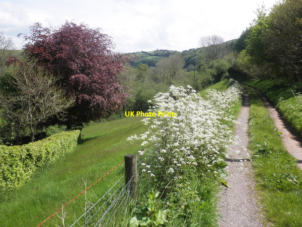 Photo 6"x4" Track to Lower Court Farm Kingsbridge\/SS9837 c2014