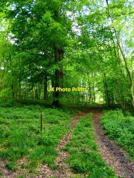 Photo 6"x4" Path going north towards Bordean House Langrish c2014