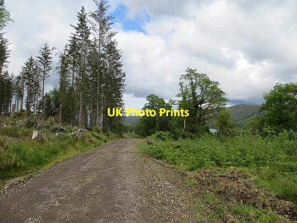 Photo 6"x4" Logging road beside Loch Awe Inverinan c2014