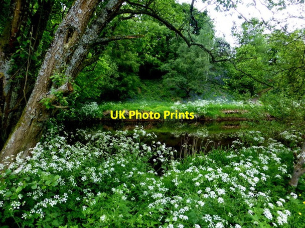 Photo 6"x4" Hemlock along the Camowen Omagh c2014