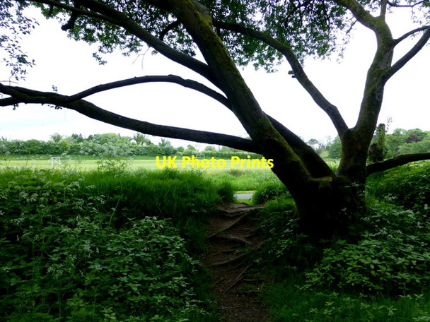 Photo 6"x4" Tree, Mullaghmore Omagh c2014