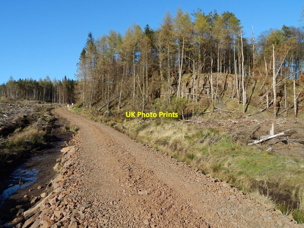 Photo 6"x4" Forestry track Blanefield\/NS5579 c2014