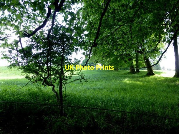 Photo 6"x4" Trees and grass, Loughmacrory Milltown\/H5775 c2014