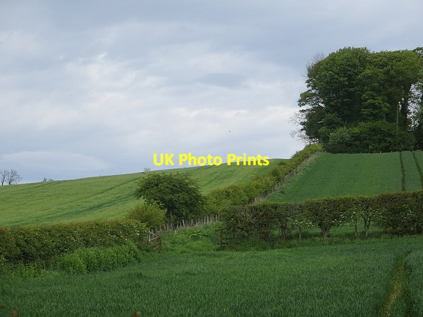 Photo 6"x4" Cereals near Alnwick Alnwick c2014