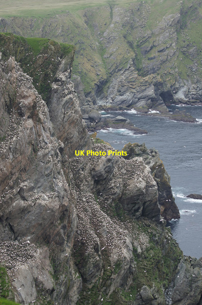 Photo 6"x4" Saito from the Neap, Hermaness Burrafirth c2014
