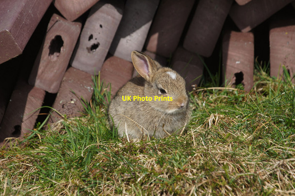 Photo 6"x4" Baby Rabbit (Oryctolagus cuniculus), Hermaness Burrafirth c2014