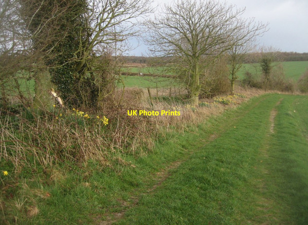 Photo 6"x4" How did the flowers get here? Pardown c2014