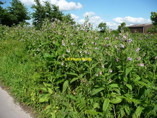 Photo 6"x4" Comfrey in the verge, north-east of Sands Farm Easterton Sands c2014